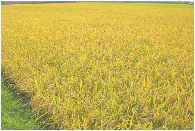 永平寺町産コシヒカリ