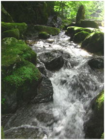 厳選された谷川の水でコシヒカリを育てました